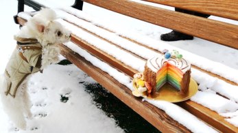 yule log rainbow mille crepe cake snow puppy dog